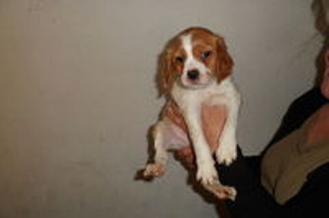   Chiots Epageul Breton Parents LOF 