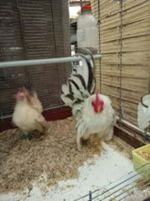   ?ufs de poules serama Malais  