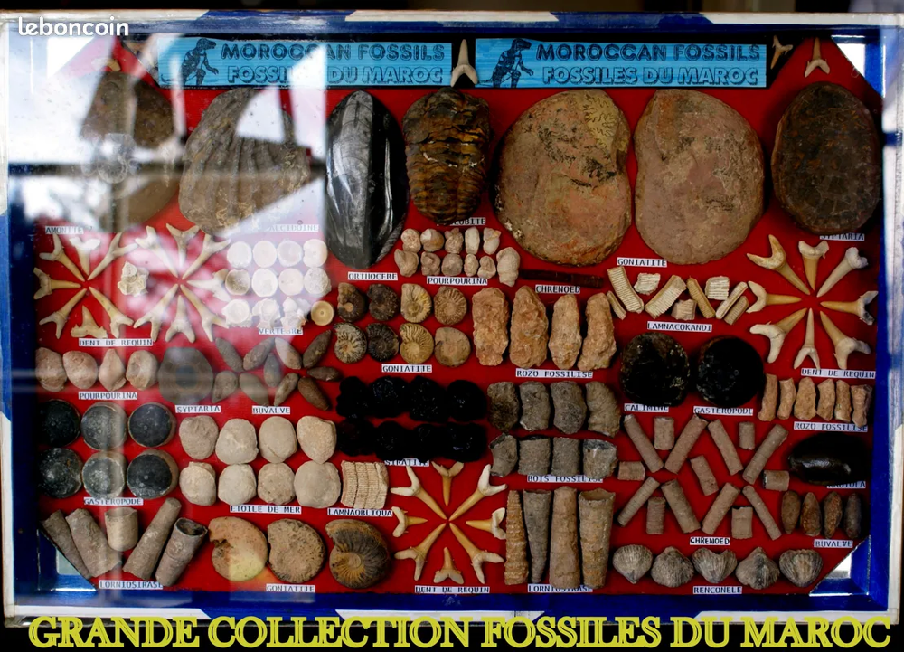 Collection de 150 fossiles du Maroc 