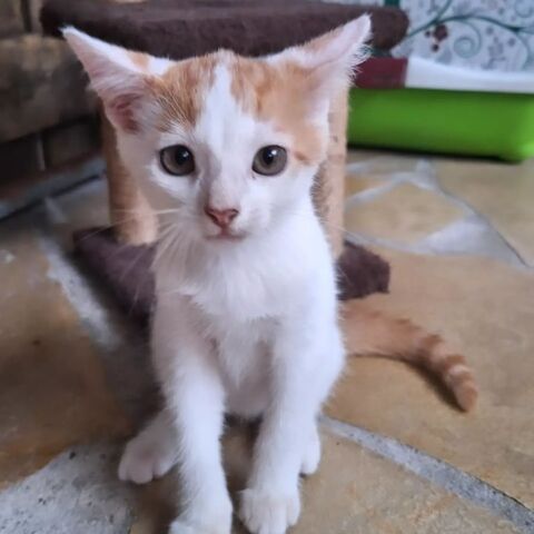 ✨️ IKAT ✨️ 🐱 210 75001 Paris