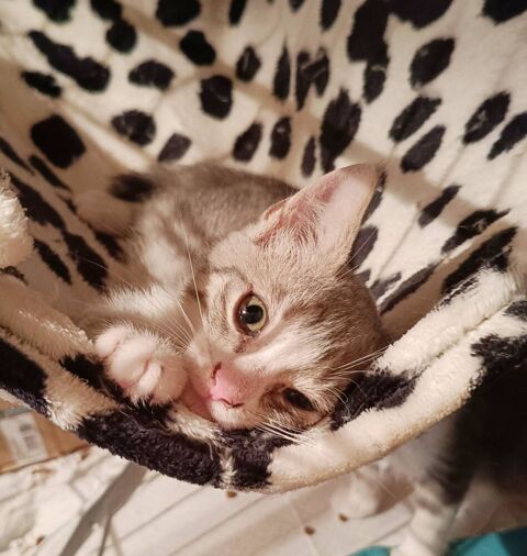 Charmant chaton ! 0 49620 La pommeraye