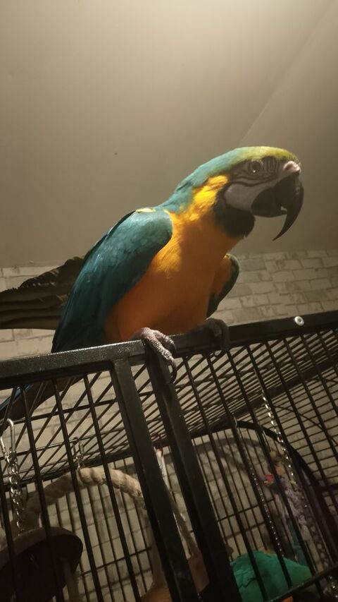 Perroquet ara 1500 51150 Tours-sur-marne