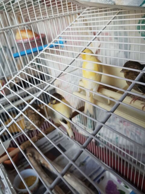 canaris &eacute;lev&eacute;s en famille 25 83230 Bormes-les-mimosas