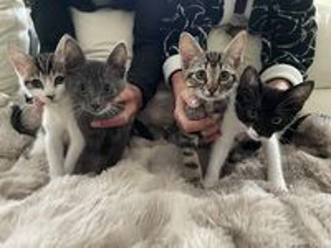   4 PETITS CHATONS RECHERCHENT FAMILLES AIMANTES 