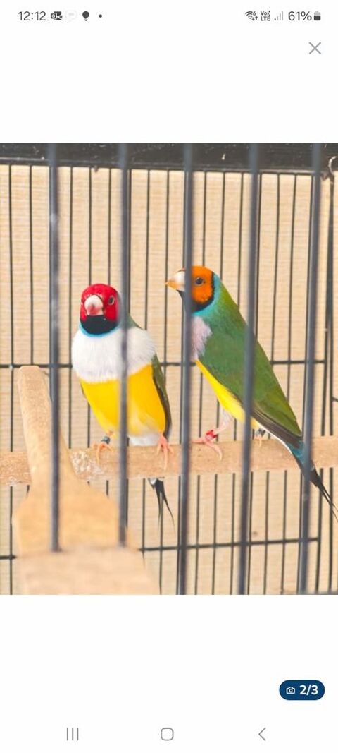 Diamant de gould 0 33240 Saint-andr-de-cubzac