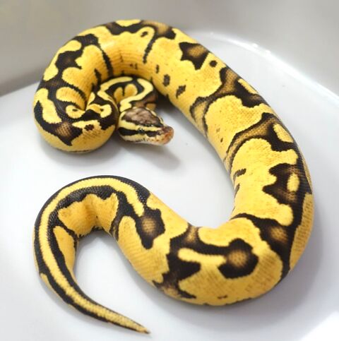 Python regius yellow belly pastel het piebald 220 26700 La garde-adhmar