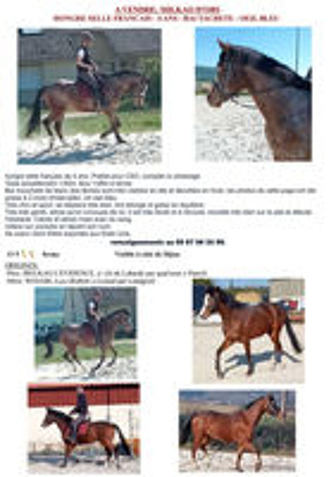   sf 4 ans look unique bai moucheté peuil bleu 