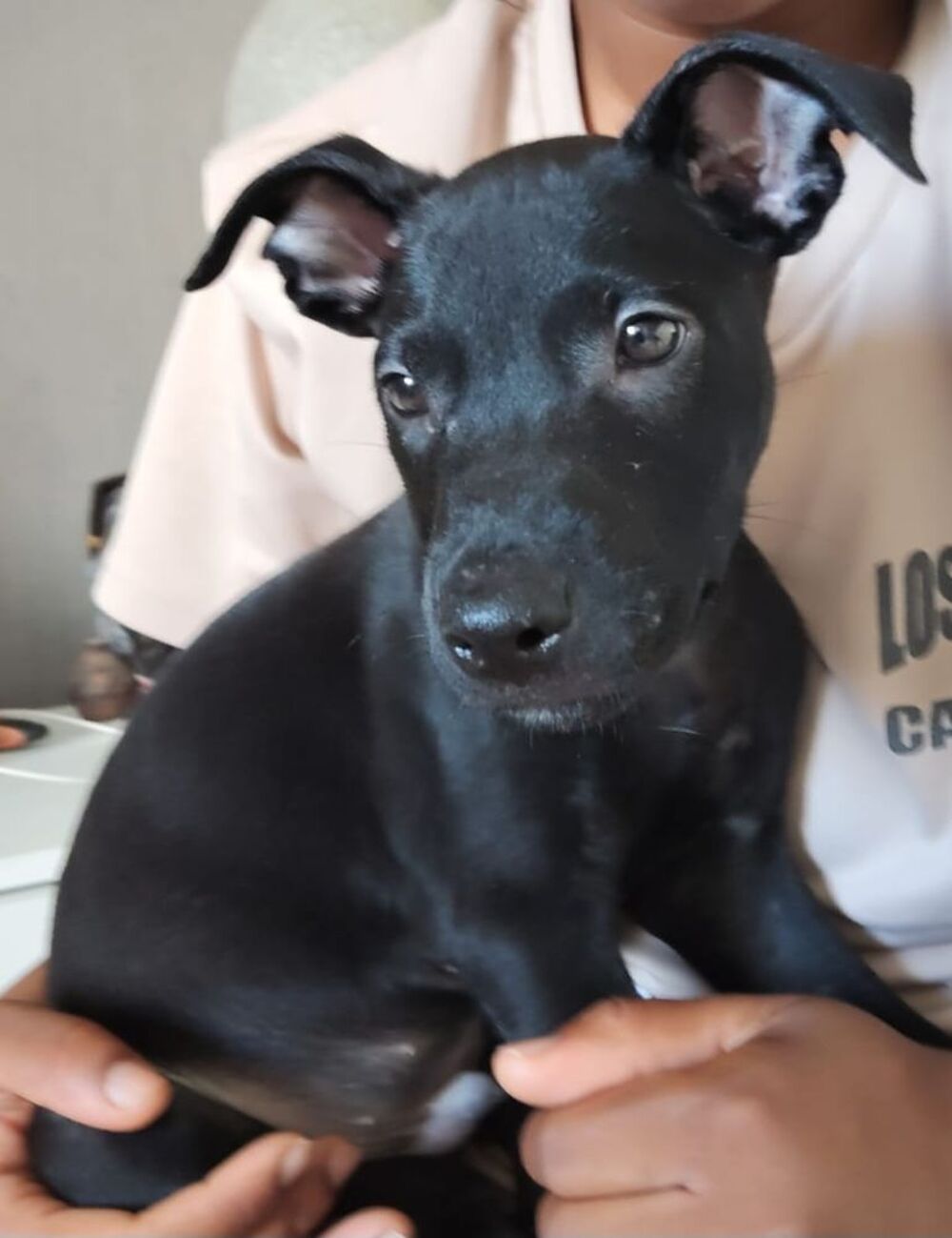   Fuego, 2 mois, cherche ses adoptants  