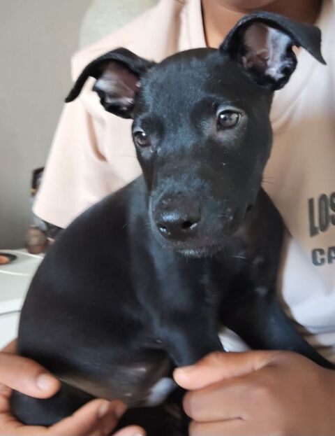 Fuego, 2 mois, cherche ses adoptants 170 92390 Villeneuve-la-garenne