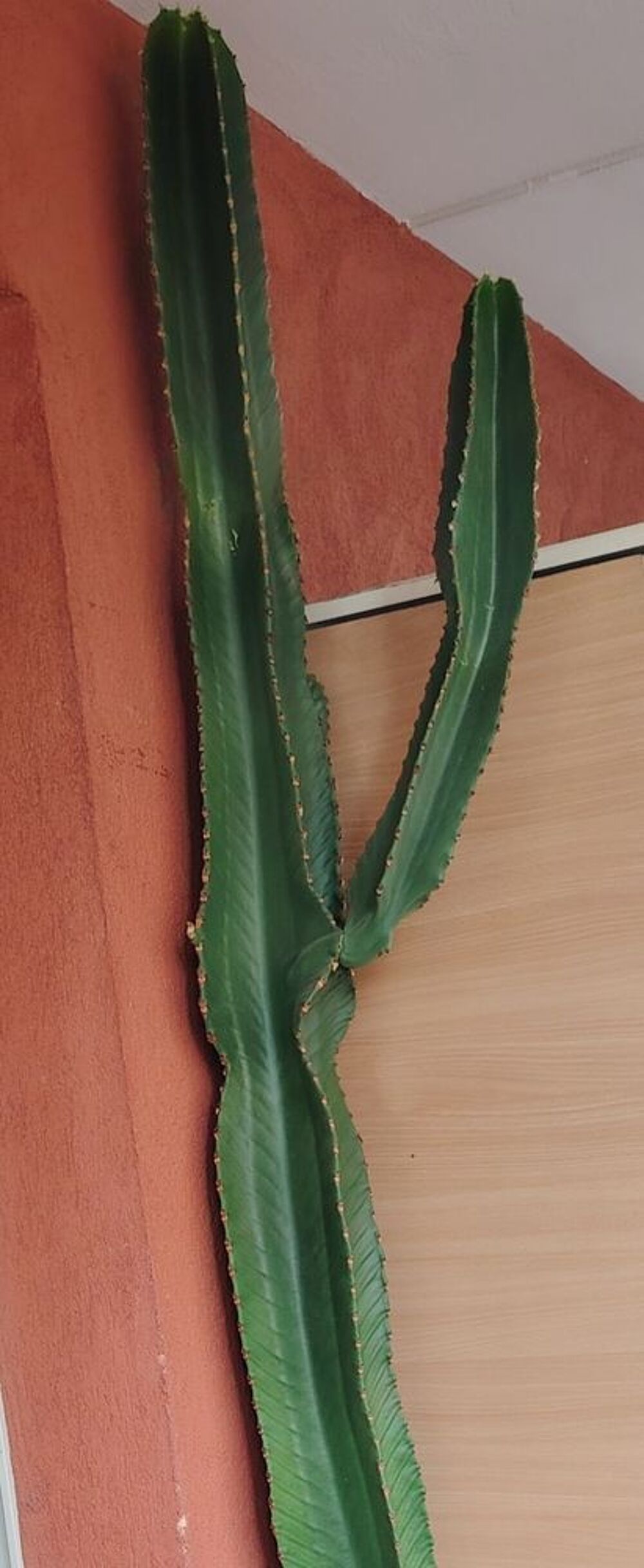 Cactus cierge Jardin