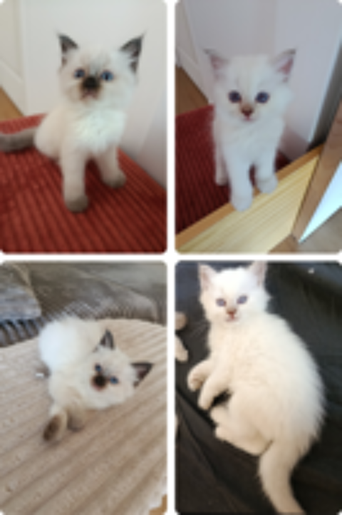   Chatons à la recherche de leur famille  