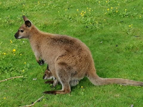 Wallaby de Bennett 71330 Saint-germain-du-bois