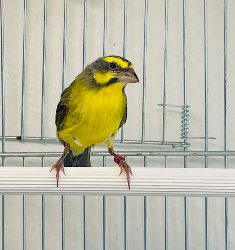 Très Beau Mâle Serin Du Mozambique Adultes Bagués 2024 100 94450 Limeil-brvannes