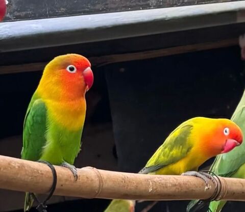 3 inseparables 70 95420 Magny-en-vexin