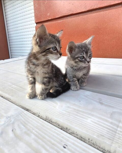 Magnifique chatonnes 0 26000 Valence