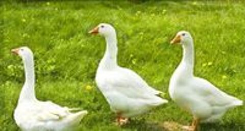   3 oies 