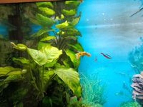   Aquarium complet  