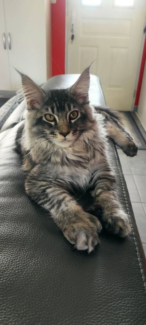CHATON MAINE COON LOOF 38510 Morestel