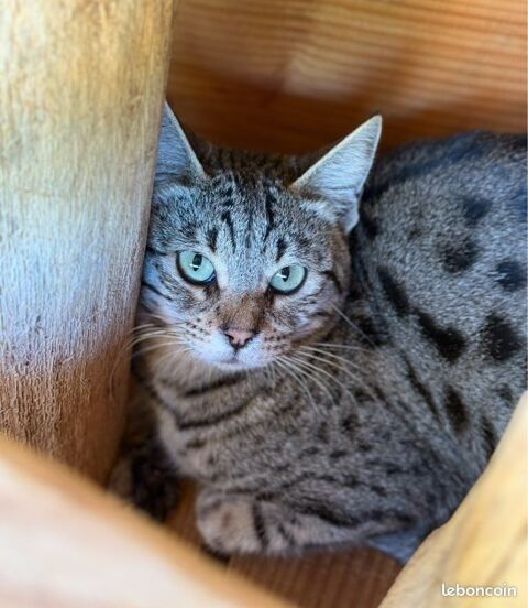 ✨🐾 Umy, sublime Savannah F5 LOOF � beaut&eacute; sauvage, douceur infinie et prestigieuses origines 💛 1390 66450 Pollestres