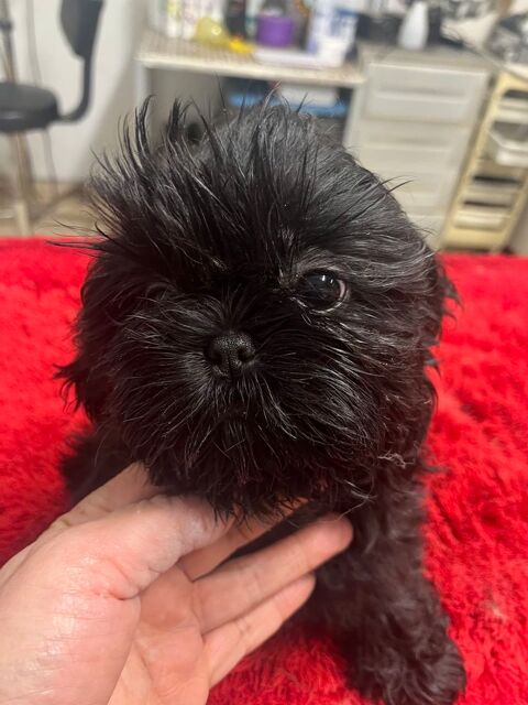 Magnifique chiot femelle de petit gabarit lof 1600 58350 Nannay