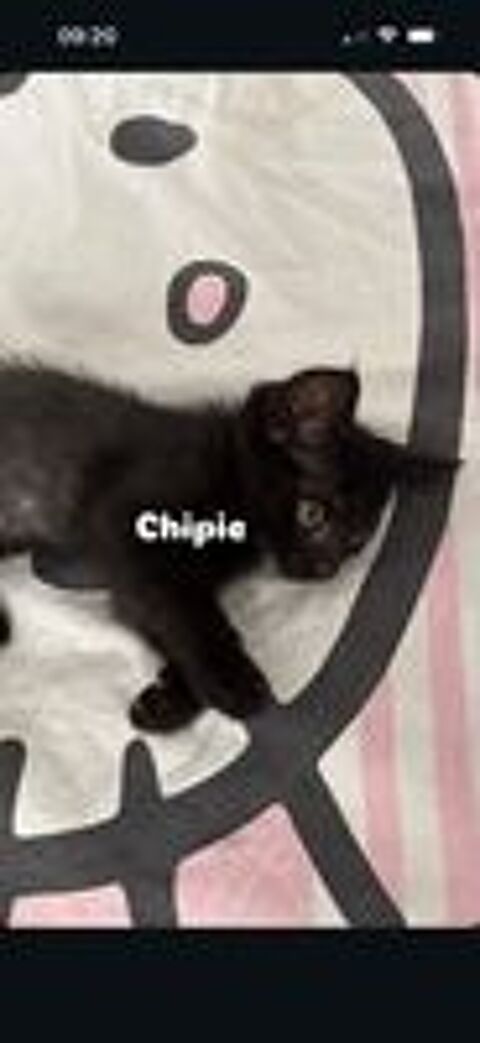   CHIPIE  