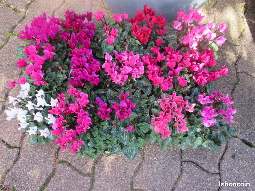 cyclamen mini Jardin