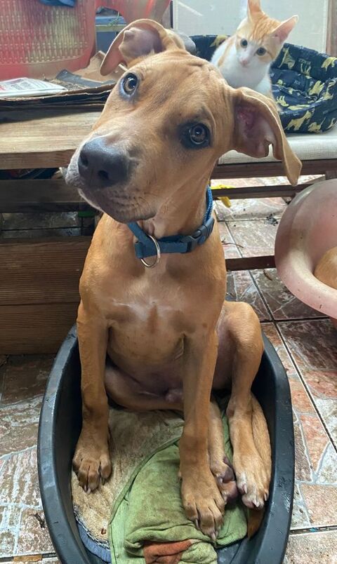 Barton, mâle croisé berger, né le 15/06/2025 &#128054; 300 18000 Bourges