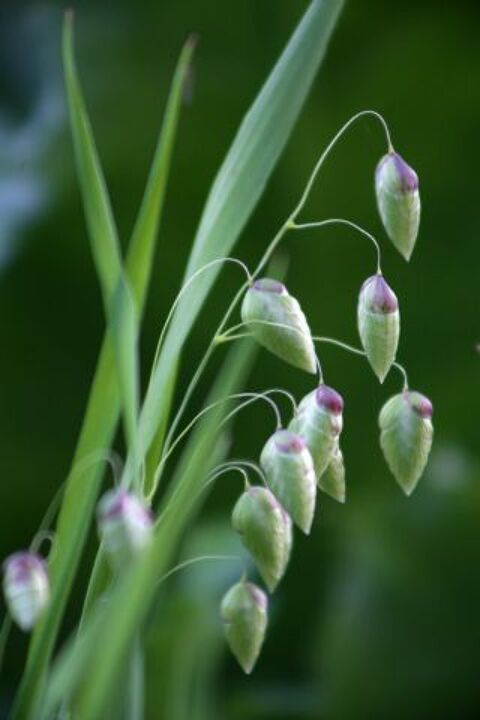 
Briza maxima   graines Sainte-Genevi�ve-des-Bois (91)