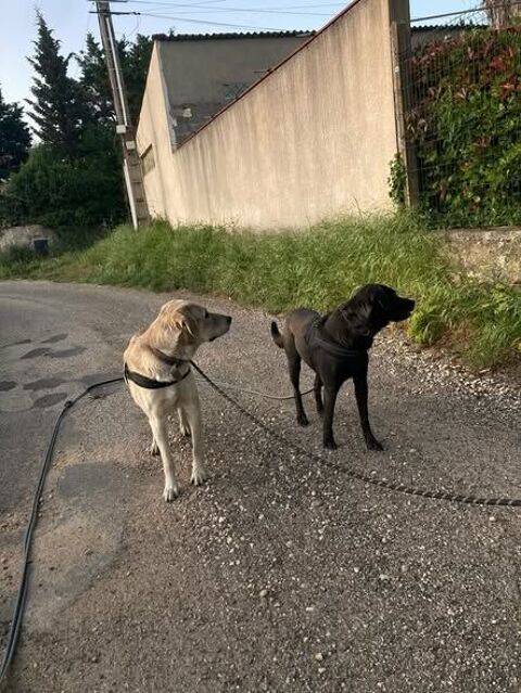 Chien ALFRED et ROBIN &agrave; l adoption 250 30130 Pont-saint-esprit