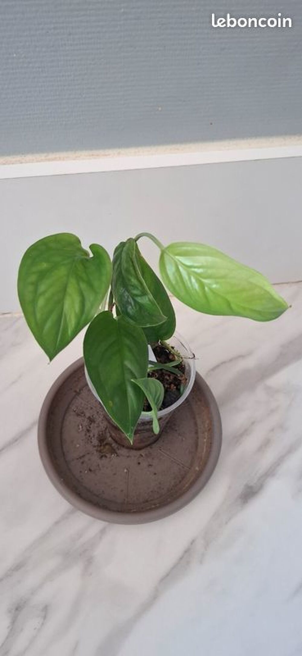 Monstera obliqua brazil bouture 16 Décoration