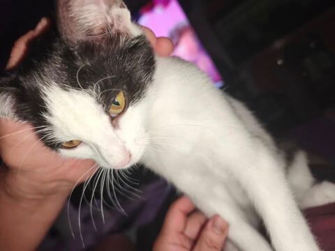 Chat PEPPER &agrave; l adoption 200 07130 Ch�teaubourg