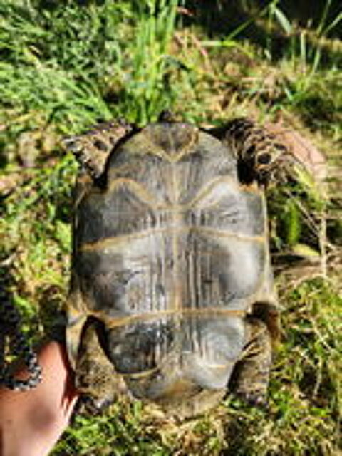   Tortue grecque 