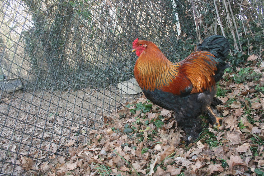   Oeufs fecondés poules Brahma  