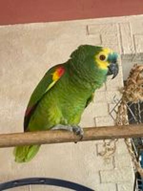   Perroquet Amazone front bleu  