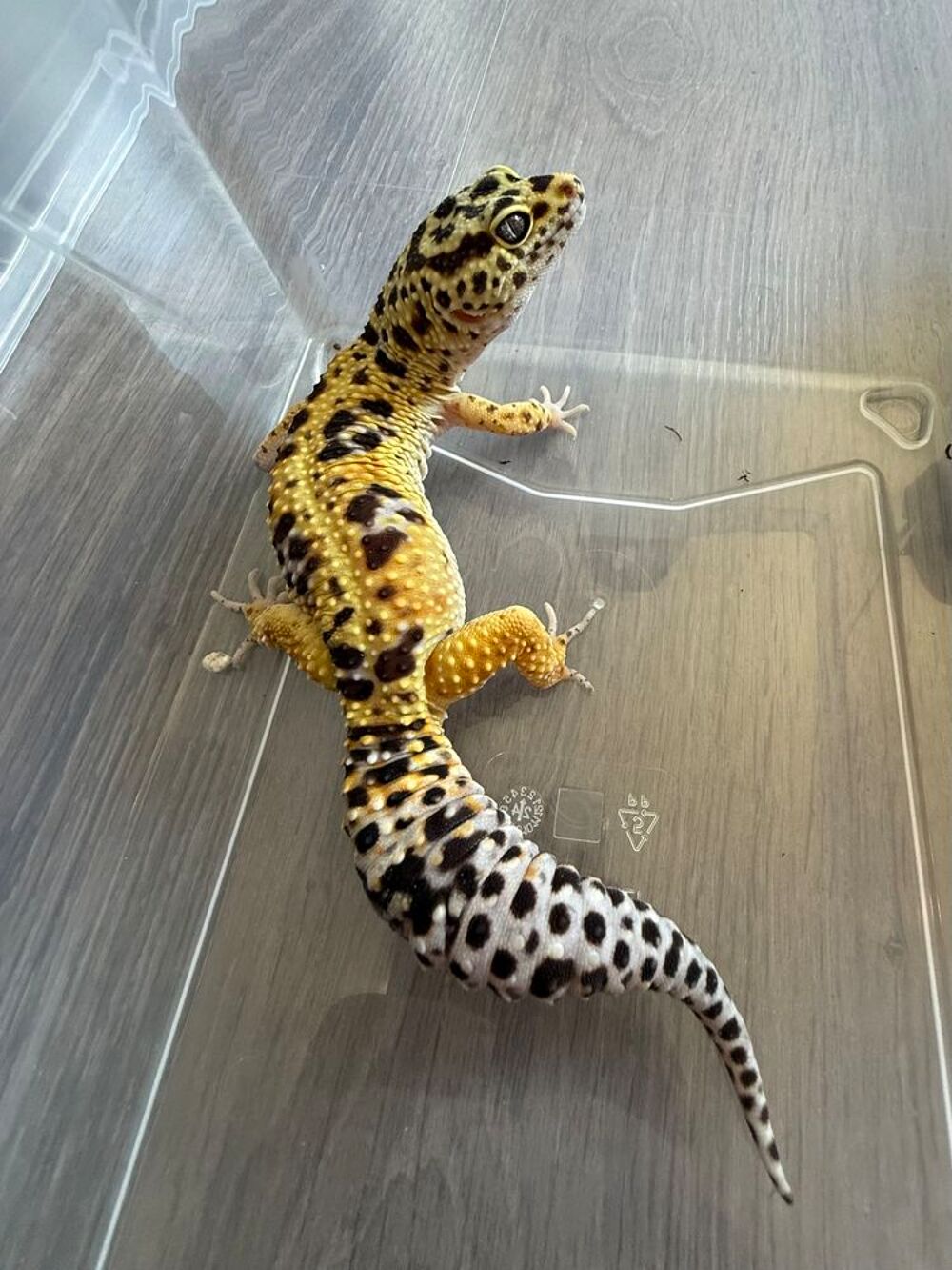   Gecko léopard  