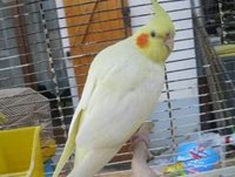   Calopsitte lutino 