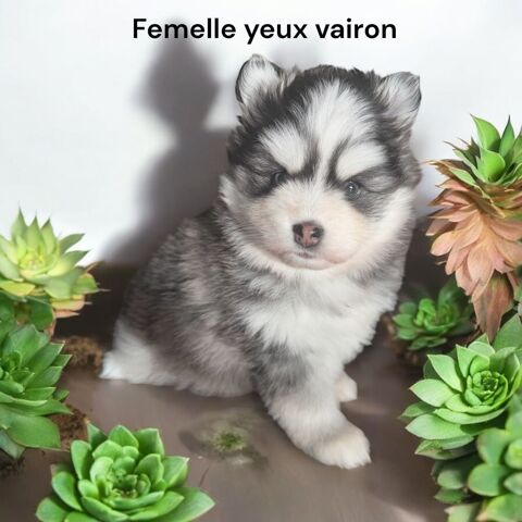 Pomsky gnration F4+ 26000 Valence