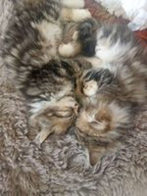   Chaton 
