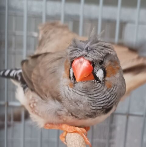 mandarins huppés 8 85300 Challans