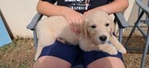   type Golden Retriever 