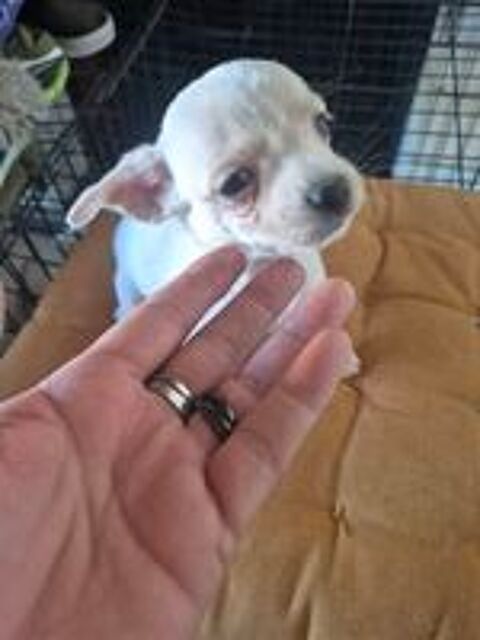   chihuahua poil long croisé teckel poil dur 
