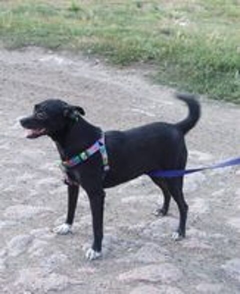   A L'ADOPTION FIALKA 