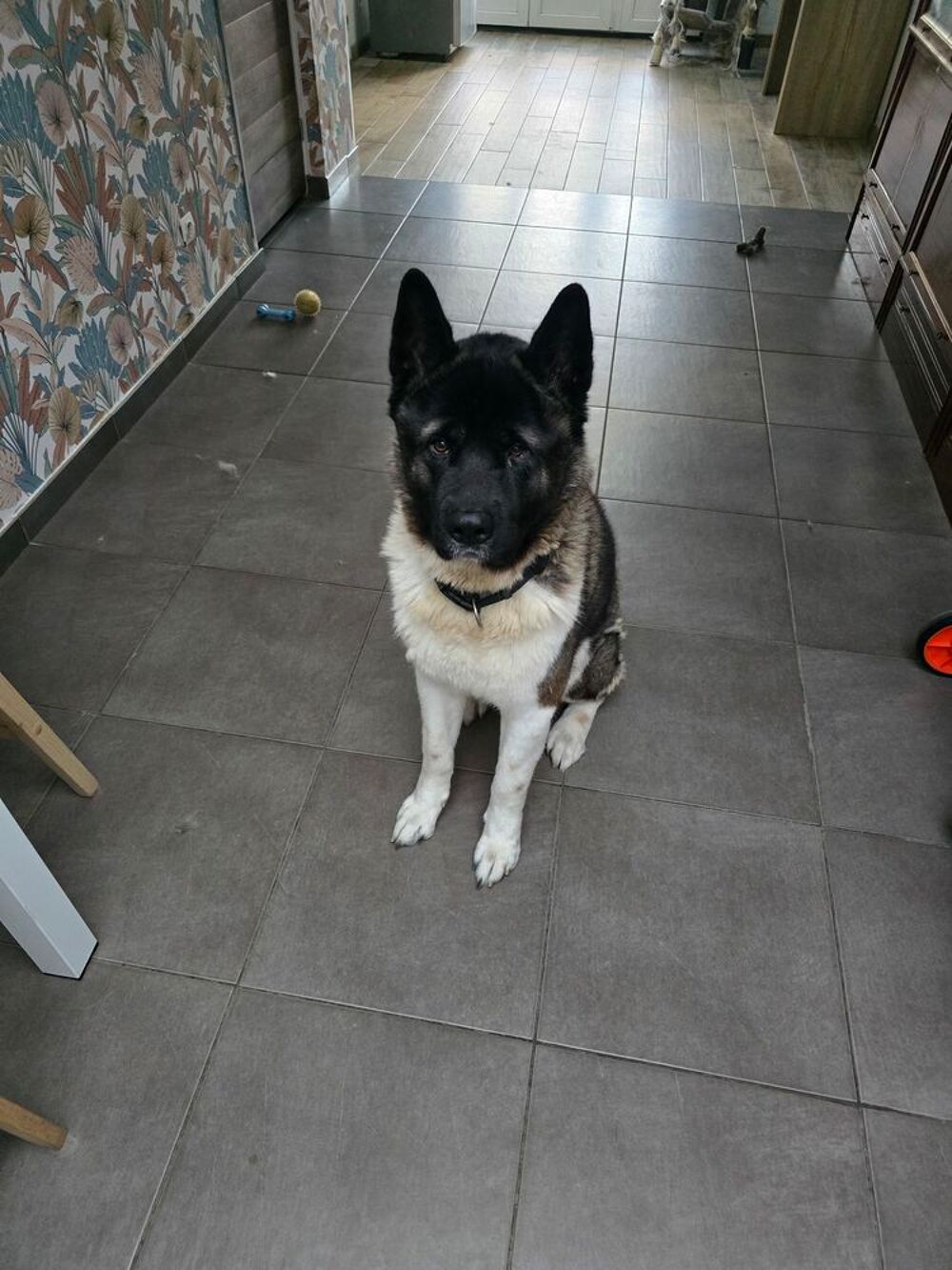   Cause séparation donne chien 