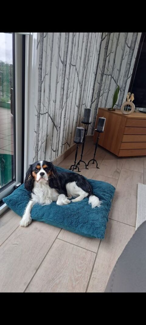 Saillie cavalier king Charles tricolore 350 35370 Mondevert