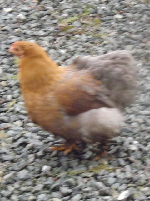 oeufs fecondés de pékins 1 44130 Blain