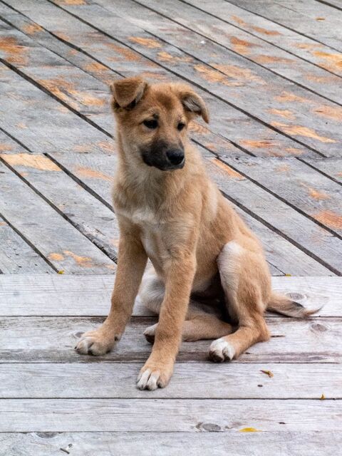 Aidez ma jeune chienne adopt&eacute;e 0 67500 Haguenau