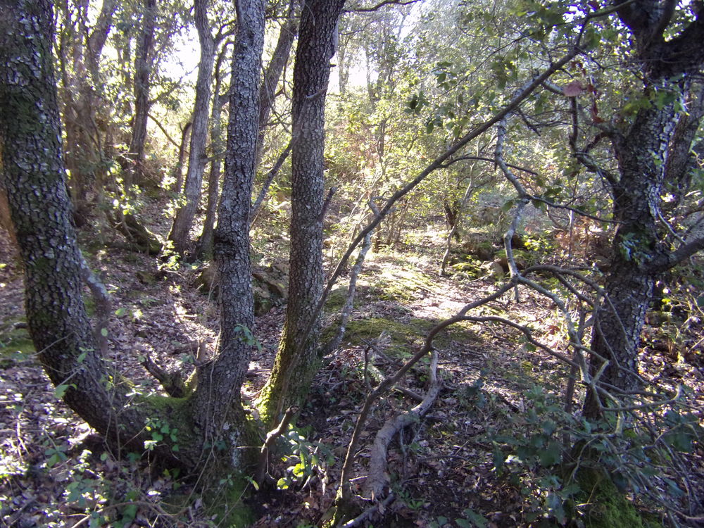 Vente Terrain terrain en partie bois Rouffiac-des-corbires