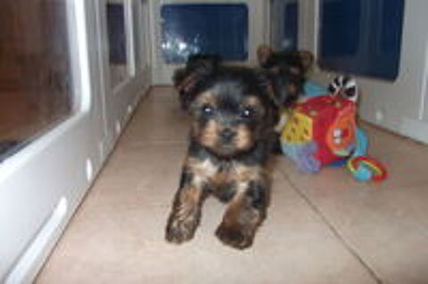   bébé chiot yorkshire terrier 