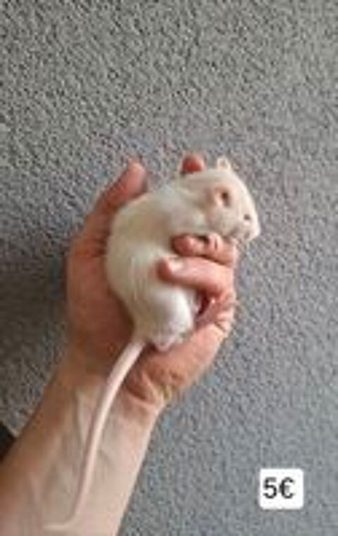   Rat domestique  
