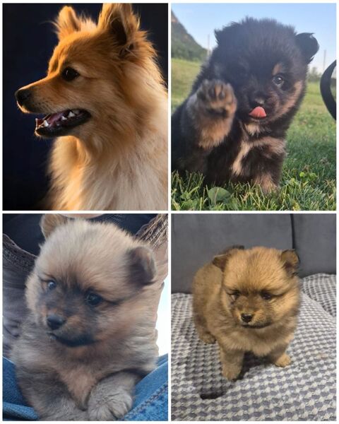 Chiots Spitz moyens &agrave; r&eacute;server 1000 74940 Annecy-le-vieux